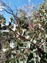 Quercus rotundifolia