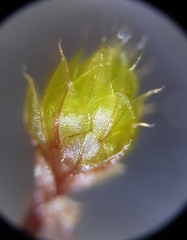 Bryum radiculosum