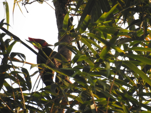 Helmeted Woodpecker (Celeus galeatus), photo 9