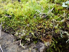 Bryum radiculosum