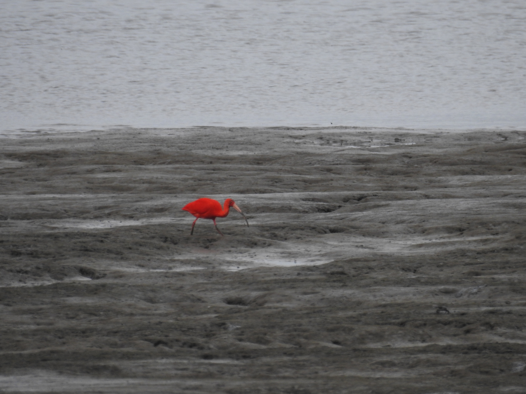 Scarlet Ibis