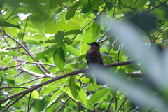 Hemixos castanonotus