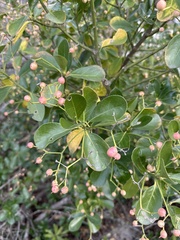 Euonymus japonicus