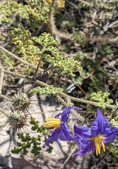 Solanum citrullifolium