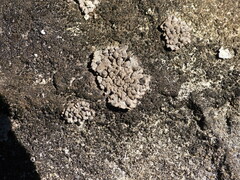 Dermatocarpon miniatum