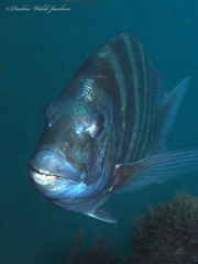 Archosargus probatocephalus