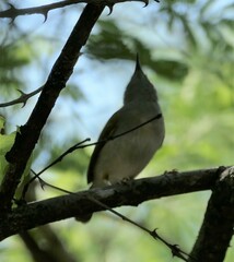 Camaroptera brachyura