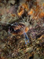 Ancylomenes pedersoni