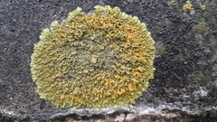 Xanthoria calcicola
