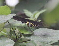 Troides helena cerberus