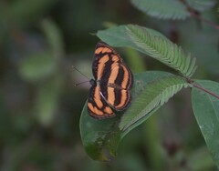 Pantoporia paraka
