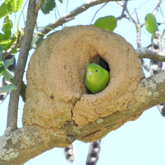 Forpus xanthopterygius