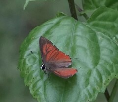 Rapala iarbus iarbus