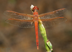Libellula needhami