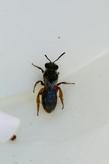Caenohalictus