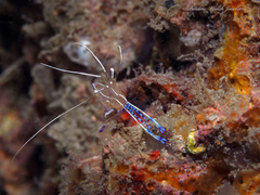 Ancylomenes pedersoni