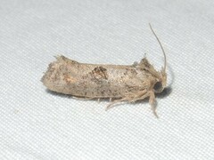 Acrolophus piger