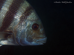 Archosargus probatocephalus