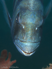 Archosargus probatocephalus