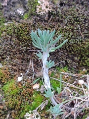 Petrosedum amplexicaule