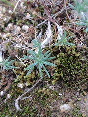Petrosedum amplexicaule
