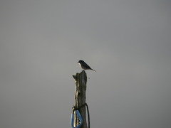 Pyrope pyrope pyrope