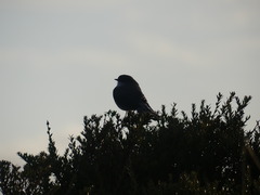 Pyrope pyrope pyrope