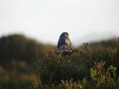 Pyrope pyrope pyrope