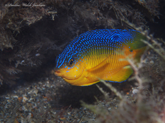 Stegastes xanthurus