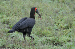 Bucorvus leadbeateri