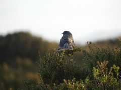 Pyrope pyrope pyrope