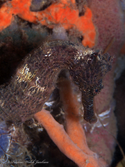 Hippocampus reidi