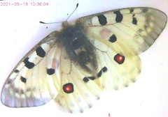 Parnassius apollo