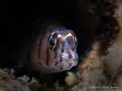 Tigrigobius macrodon