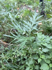 Artemisia verlotiorum