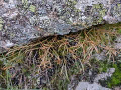 Asplenium septentrionale