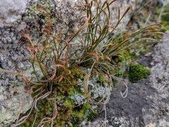 Asplenium septentrionale