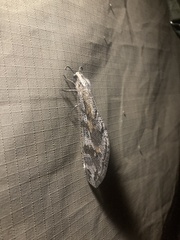 Palparini