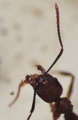 Aphaenogaster fulva