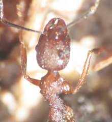 Aphaenogaster fulva