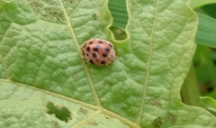 Henosepilachna vigintioctopunctata