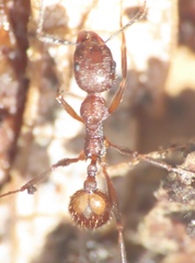 Aphaenogaster fulva