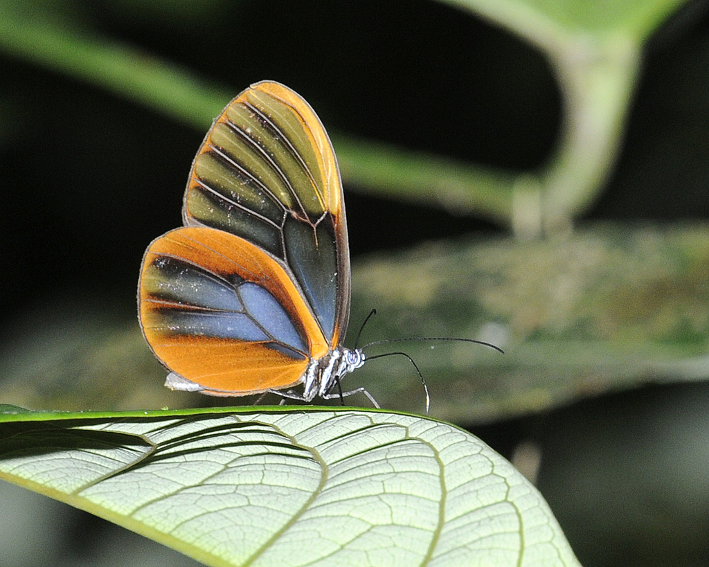 Clearwings and Tigerwings