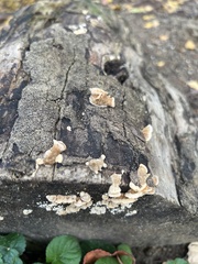 Stereum gausapatum