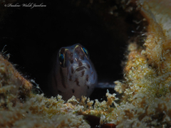 Tigrigobius macrodon