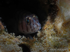 Tigrigobius macrodon