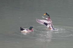 Anas platyrhynchos