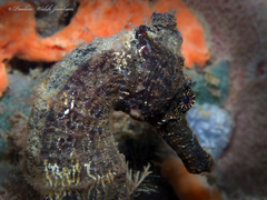 Hippocampus reidi