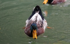 Anas platyrhynchos