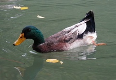 Anas platyrhynchos